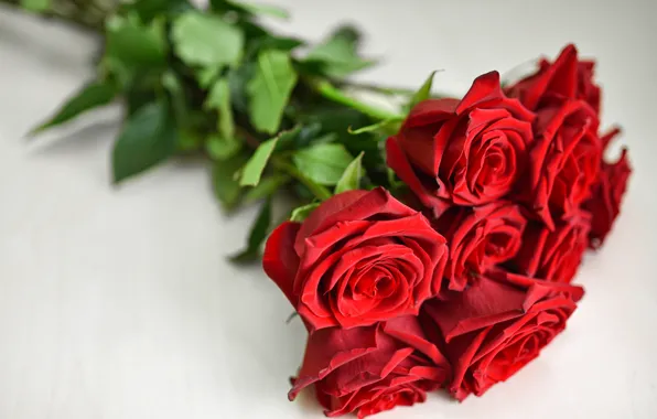 Picture flowers, red, roses, bouquet