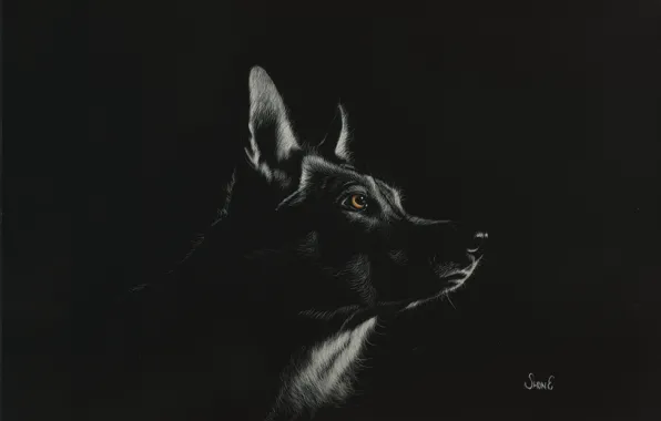 The dark background, wolf, by shonechacko