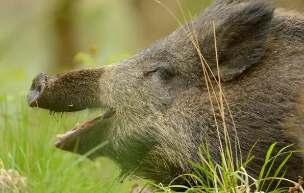 Grass, face, portrait, mouth, profile, boar, Piglet, pig
