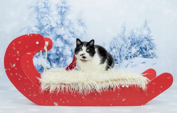 Winter, forest, cat, cat, look, snow, red, black and white