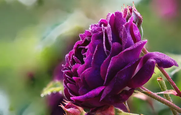 Picture purple, drops, macro, flowers, roses, bokeh