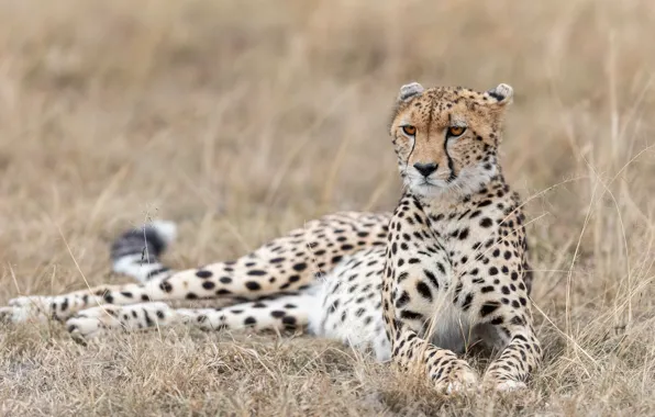 Picture grass, look, face, nature, pose, Cheetah, lies, light background