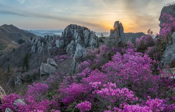 The sky, flowers, mountains, stones, rocks, dawn, thickets, the slopes