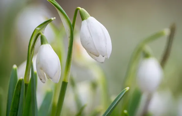 Flowers, spring, blur, snowdrops, white