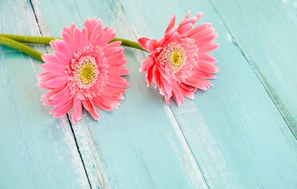 Flowers, spring, gerbera, wood, pink, flowers, spring, gerbera