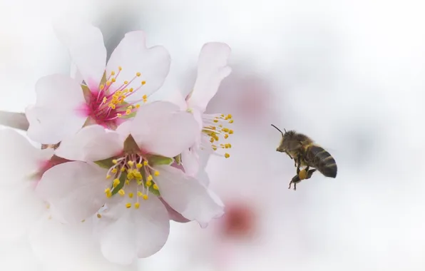 Picture flowers, cherry, bee, branch