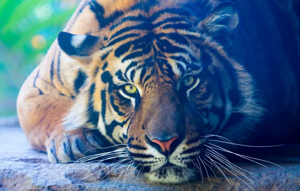 Picture look, tiger, animal, predator, paws, lies, color