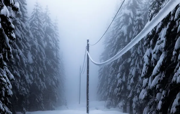 Winter, forest, snow, power lines