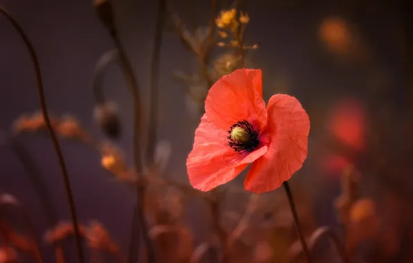 Macro, flowers, red, Mac, petals