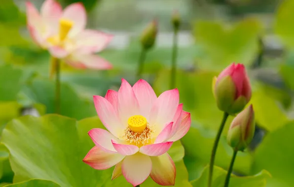 Leaves, petals, Lotus, pond