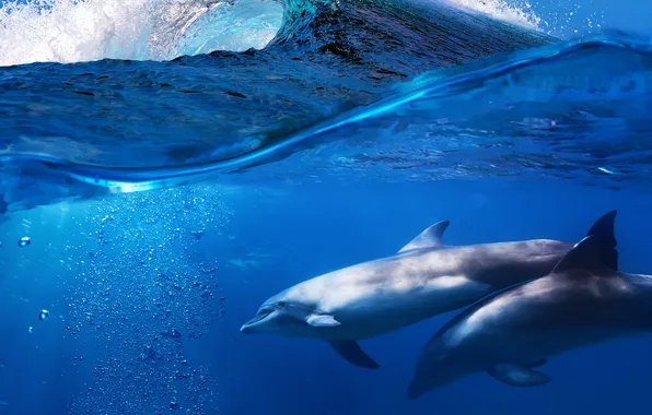 Picture sea, wave, dolphins