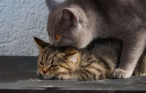 Cat, kitty, British Shorthair
