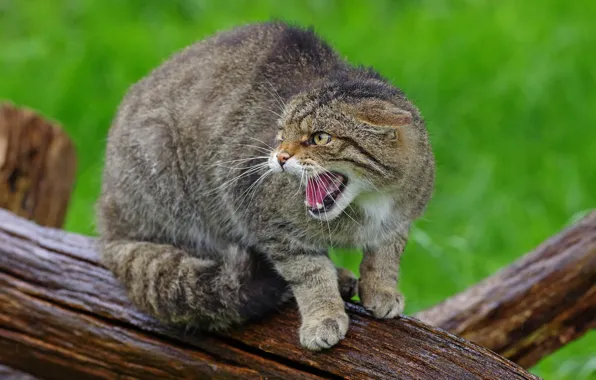 Cat, cat, pose, grey, mouth, grin, evil, striped