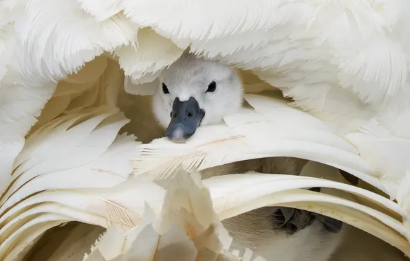 Look, comfort, bird, wings, feathers, shelter, Swan, mom