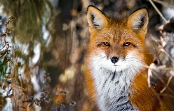 Look, face, portrait, Fox, red
