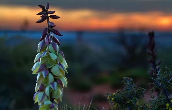 Picture the sky, leaves, macro, sunset, plant, stem
