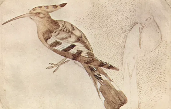 Bird, Hoopoe, Bird, Antonio Pisanello
