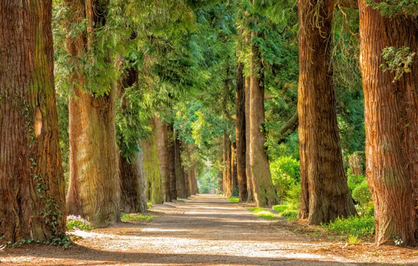 Picture road, trees, nature, Park, trunk