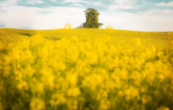 Field, tree, bokeh, rape, rapeseed field
