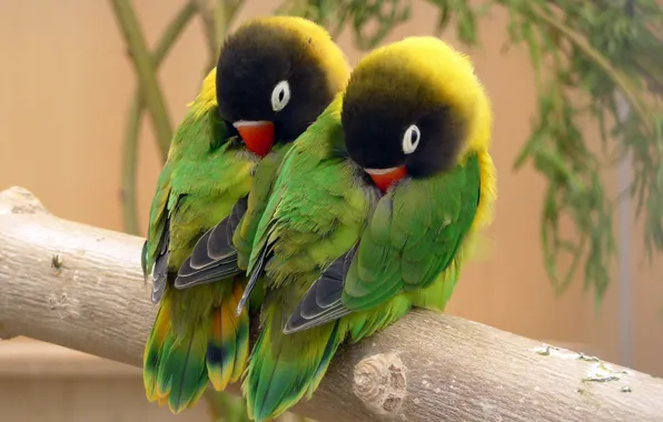Picture bird, feathers, parrot, color, lovebird, beak