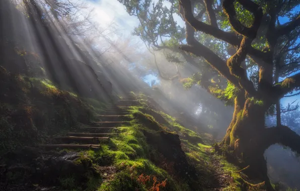 Rays, light, nature, fog, tree, trail, morning, stage