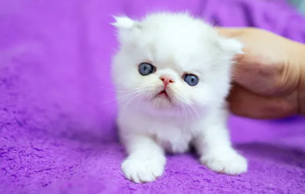 Cat, white, background, hands, baby, muzzle, fabric, kitty
