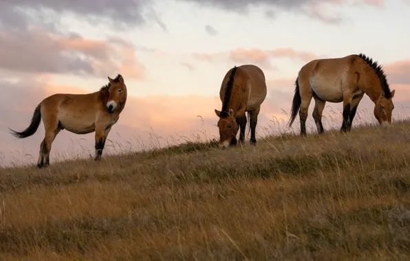 The sky, clouds, nature, horses, slope, horse, hill, trio