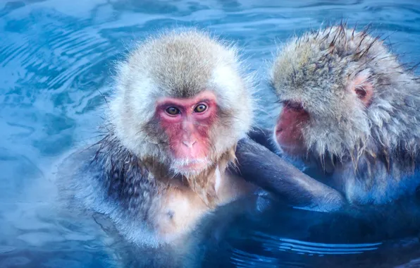 Winter, look, face, water, pose, macaques, two, wet