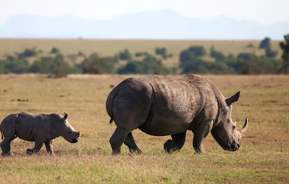 Animal, Square-lipped rhinoceros, White Rhinoceros, Follow Me