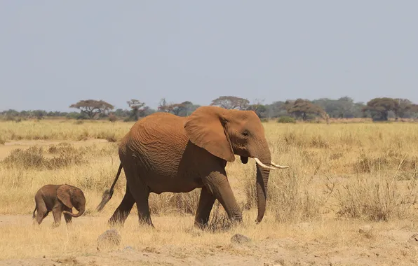 Elephant, Africa, elephant