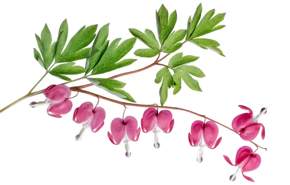 Leaves, exotic, the bleeding heart, inflorescence