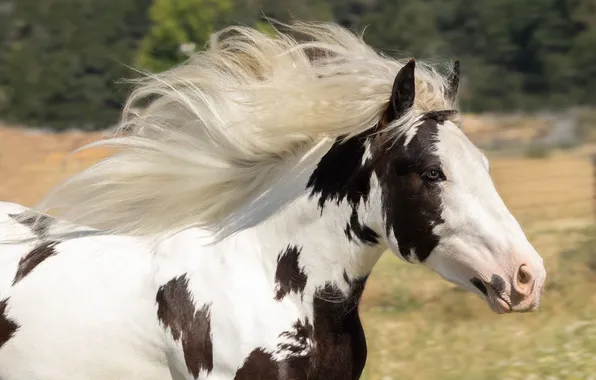 Look, face, horse, black and white, horse, portrait, running, mane