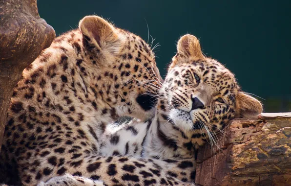 Love, cats, kitty, background, leopard, log, cub, wild