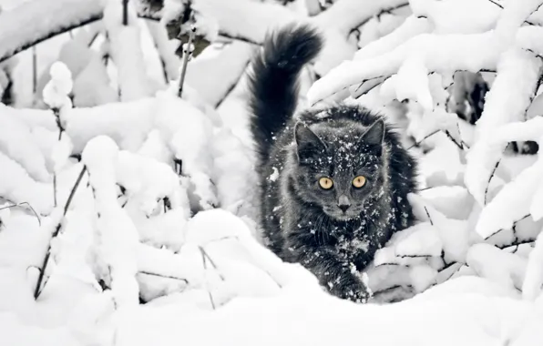 Picture winter, snow, Cat