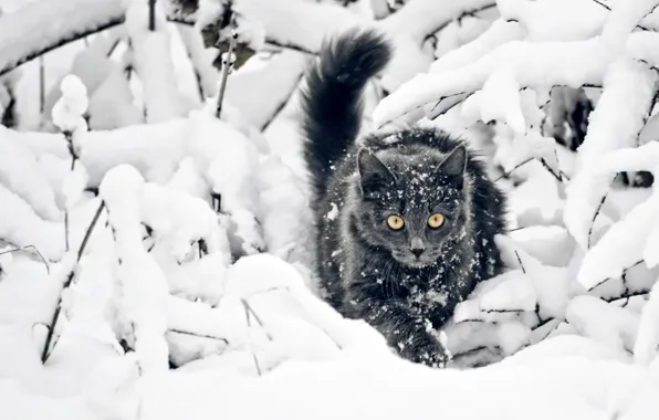 Winter, snow, Cat