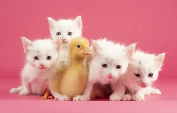 Cats, bird, kittens, white, kids, pink background, chick, duck
