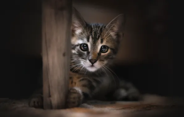 Picture look, muzzle, kitty, cat