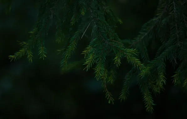 Forest, branch, ate, needles