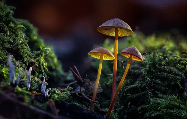 Forest, mushrooms, family