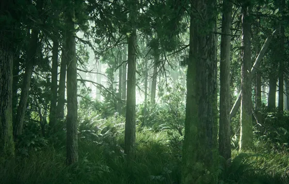 Picture forest, fog, morning