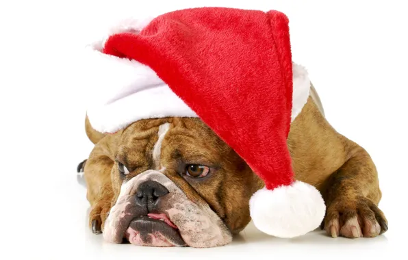 Picture red, animal, holiday, new year, dog, Christmas, white background, lies