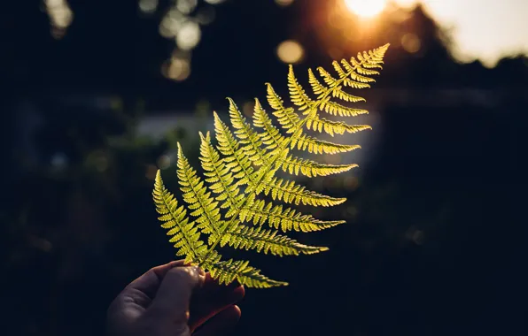 Picture nature, hands, fern