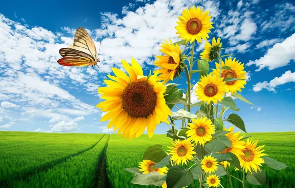 Field, sunflowers, butterfly