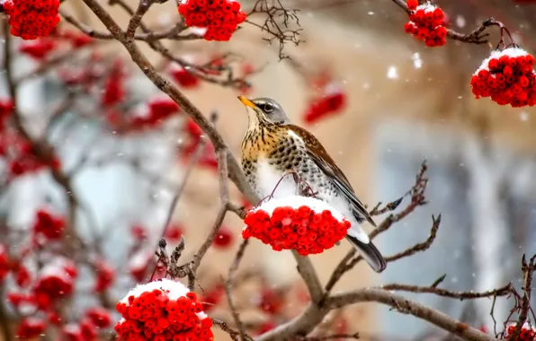 Winter, snow, berries, bird, branch, Rowan