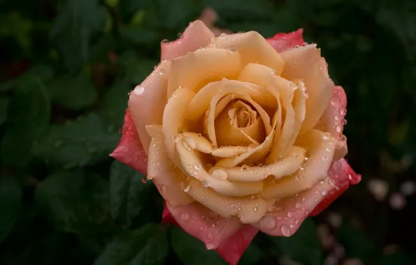Picture drops, macro, rose, petals, Bud
