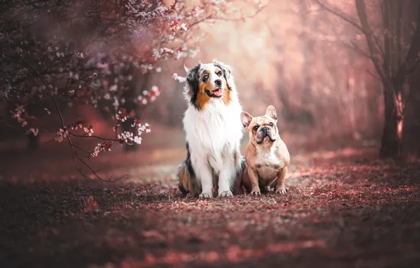 Look, flowers, nature, pose, Park, dog, spring, face