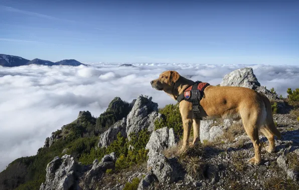 Picture the sky, clouds, mountains, Dog, wool