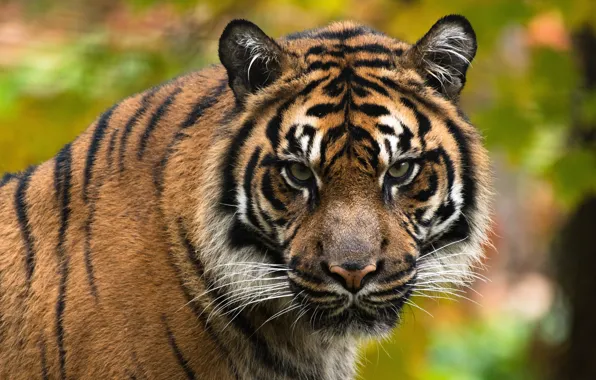 Picture look, face, tiger, portrait