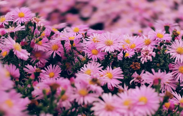 Picture flowers, pink, the bushes, a lot, bokeh, asters