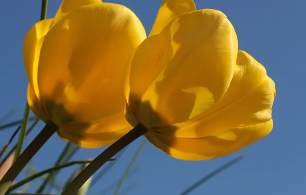 Macro, tulips, Duo, buds, yellow tulips